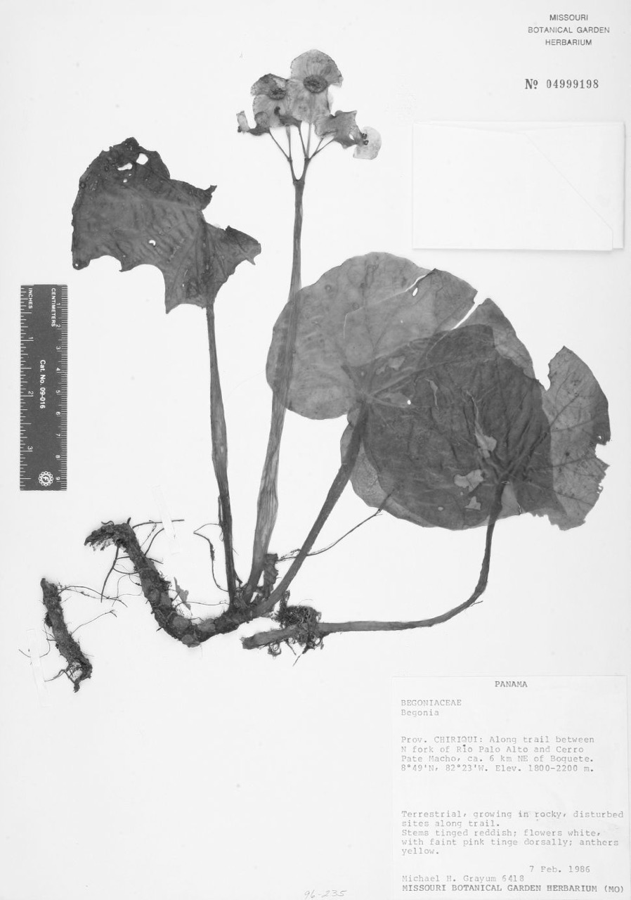 B. panamensis